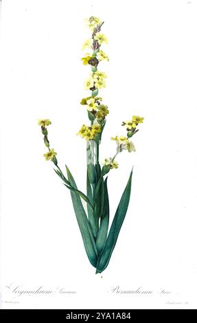 Erba dagli occhi gialli pallidi (Sisyrinchium striatum). Illustrazione da Les Liliacees di Pierre-Joseph Redoute. Prodotto sotto il patrocinio di Josephine Bonaparte, imperatrice di Francia, Les Liliacees di Redoute conteneva 503 lastre che descrivevano le varie specie di piante della famiglia dei gigli. Prodotte nel 1802-1816, le lastre sono tratte dalla vasta collezione di piante dell'imperatrice Giuseppina nei suoi giardini a Malmaison, dove Redoute lavorò come artista botanico. Questo folio è spesso considerato il capolavoro di Redoute a causa della portata, della portata e della qualità del suo contenuto. Foto Stock