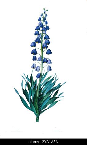 Giglio persiano (Fritillaria persica). Illustrazione da Les Liliacees di Pierre-Joseph Redoute. Prodotto sotto il patrocinio di Josephine Bonaparte, imperatrice di Francia, Les Liliacees di Redoute conteneva 503 lastre che descrivevano le varie specie di piante della famiglia dei gigli. Prodotte nel 1802-1816, le lastre sono tratte dalla vasta collezione di piante dell'imperatrice Giuseppina nei suoi giardini a Malmaison, dove Redoute lavorò come artista botanico. Questo folio è spesso considerato il capolavoro di Redoute a causa della portata, della portata e della qualità del suo contenuto. Foto Stock