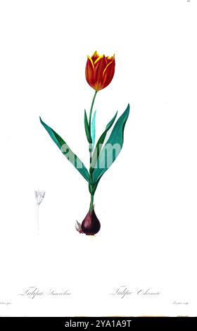 Il tulipano di Schrenck (Tulipa suaveolens, syn Tulipa schrenkii). Illustrazione da Les Liliacees di Pierre-Joseph Redoute. Prodotto sotto il patrocinio di Josephine Bonaparte, imperatrice di Francia, Les Liliacees di Redoute conteneva 503 lastre che descrivevano le varie specie di piante della famiglia dei gigli. Prodotte nel 1802-1816, le lastre sono tratte dalla vasta collezione di piante dell'imperatrice Giuseppina nei suoi giardini a Malmaison, dove Redoute lavorò come artista botanico. Questo folio è spesso considerato il capolavoro di Redoute a causa della portata, della portata e della qualità del suo contenuto. Foto Stock