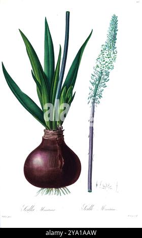 Squill marino (Drimia maritima, qui come Scilla maritima). Illustrazione da Les Liliacees di Pierre-Joseph Redoute. Prodotto sotto il patrocinio di Josephine Bonaparte, imperatrice di Francia, Les Liliacees di Redoute conteneva 503 lastre che descrivevano le varie specie di piante della famiglia dei gigli. Prodotte nel 1802-1816, le lastre sono tratte dalla vasta collezione di piante dell'imperatrice Giuseppina nei suoi giardini a Malmaison, dove Redoute lavorò come artista botanico. Questo folio è spesso considerato il capolavoro di Redoute a causa della portata, della portata e della qualità del suo contenuto. Foto Stock