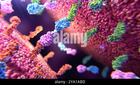 Illustrazione di una proteina bispecifica T Cell Engager (Bite) che si lega alle proteine della membrana su due membrane distinte. Il morso è una proteina ingegnerizzata costituita da una fusione di due frammenti variabili a catena singola (scFvs) provenienti da diversi anticorpi. Sono stati studiati come farmaci antitumorali attraverso il loro reclutamento di cellule T citotossiche contro le cellule tumorali. Foto Stock