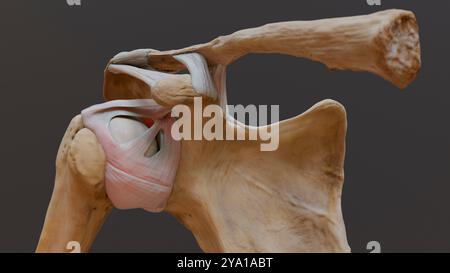 Illustrazione di una vista anteriore dell'articolazione glenohumerica, che mostra i legamenti della spalla e della capsula dell'articolazione. Foto Stock