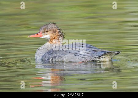 Una comune merganser femminile nuota nelle acque calme di Spokane, Washington. Foto Stock