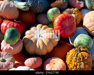 Un primo piano di un mucchio di zucche e buongustai si è accumulato in ottobre nella parte orientale dello stato di Washington. Foto Stock