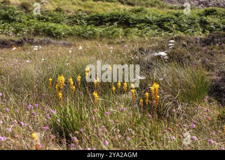 Fiori e erbe gialle in una brughiera lussureggiante con fiori viola e vegetazione verde, agronella comune (Eriophorum angustifolium) Foto Stock