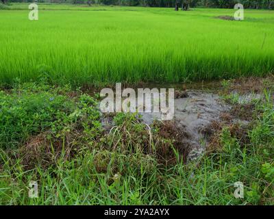 L'acqua che scorre al di fuori del campo verde, cereali raccolto con il risone orecchie, agricoltura in Thailandia Foto Stock