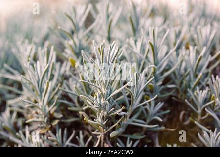 Piantine di lavanda da primo piano che crescono in un giardino formale. Pianta di lavanda con foglie di argento verde strette, fogliame. Le piante perenni crescono, curano e seminano Foto Stock