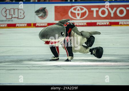 Koeln, Germania. 11 ottobre 2024. Maskottchen der Koelner Haie Koelner Haie vs. Schwenninger Wild Wings, Eishockey, Deutsche Eishockey-Liga, Penny DEL, 8. Spieltag, Saison 2024/2025, 11.10.2024 foto: Eibner-Pressefoto/Justin Derondeau credito: dpa/Alamy Live News Foto Stock