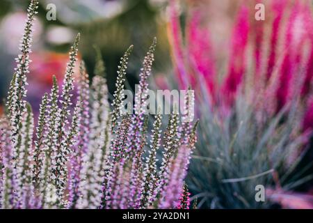 Vivaci ramoscelli lilla e viola d'erica fioriscono in un'aiuola o in un bosco. Fiori in fiore in autunno all'aperto. Calluna vulgaris in piena fioritura. Foto Stock