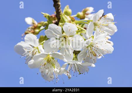 I ciliegi bianchi sbocciati contro un cielo blu trasmettono un senso di primavera e bellezza pacifica, i ciliegi in fiore Foto Stock