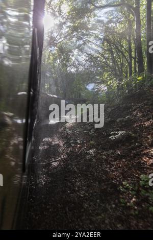 Un treno attraversa una foresta ombreggiata, illuminata dai raggi del sole che brillano attraverso le foglie, Ruegen, Rasender Roland Foto Stock