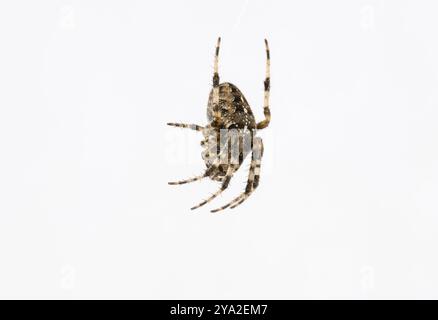 Garden cross spider (Araneus diadematus) in a web, cut-out, Stoccarda, Baden-Wuerttemberg, Germania, Europa Foto Stock