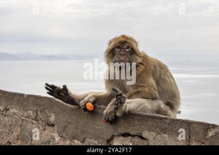 Una scimmia siede rilassata su un muro di pietra sotto un cielo nuvoloso, Gibilterra, macaco barbario (Macaca sylvanus), Europa Foto Stock