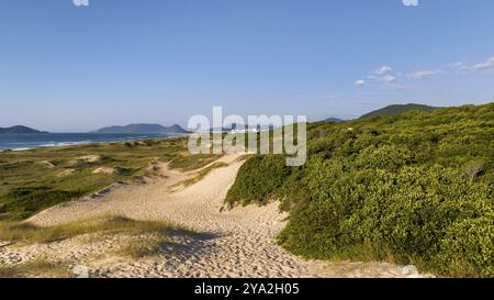 Florianopolis, spiaggia di Campeche all'alba. Brasile. Quartiere di Rio Tavares Foto Stock