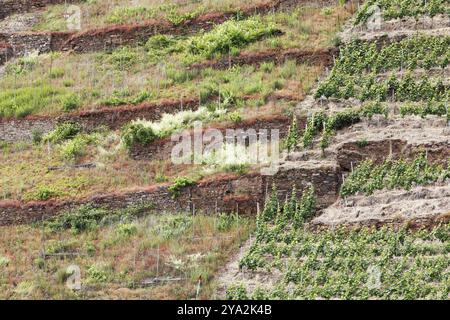 Vigneto sul versante del fiume Mosella (Terassenmosel), il lato sinistro abbandonato, vicino a Valvig in Renania-Palatinato, Germania vigneti con terra Foto Stock