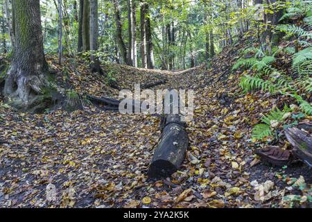Percorso coperto di foglie autunnali nella foresta, Leoben, Stiria, Austria, Europa Foto Stock