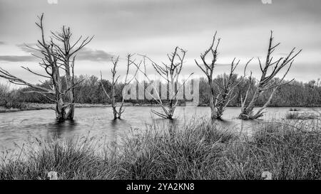 Immagine in bianco e nero di diversi alberi morti allagati in acqua Foto Stock