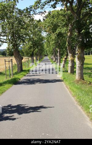 Tipico viale sulle strade dell'isola di Ruegen Foto Stock