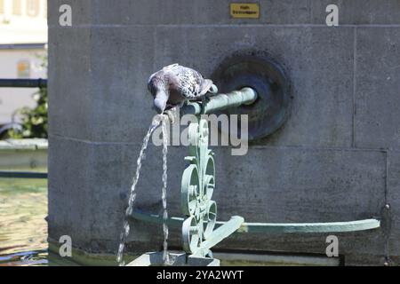 Pigeon si trova sulla fontana della piazza del mercato a Ludwigsburg e beve acqua Foto Stock