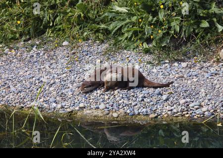 Due lontre che si godono il sole sulla riva del fiume, l'acqua le riflette, lontra (Lutra lutra) Basel Zoo, Canton Baselstadt, Svizzera, Europa Foto Stock