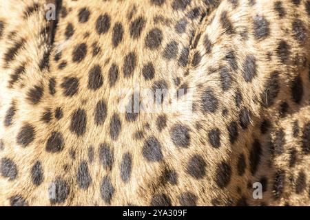 Cheetah che corre in Sud Africa, Acinonyx jubatus. Guepardo Foto Stock