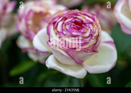 Una rosa bianca-rosa isolata nel giardino con sfondo verde sfocato e altre rose. Foto Stock