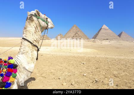 Le piramidi di Giza in Egitto Foto Stock