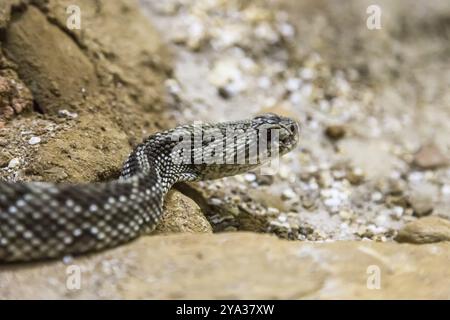 Serpente Rattlesnake, Crotalus durissus, velenoso. Pericoli Foto Stock