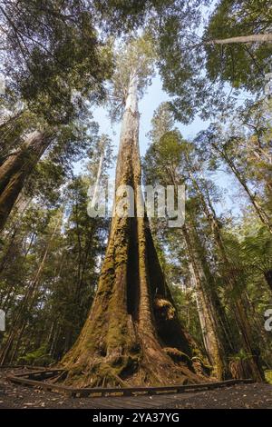 STYX VALLEY, AUSTRALIA, 20 FEBBRAIO 2024: Paesaggio dell'area del fiume Styx della Styx Valley vicino a Maydena nel Southwest National Park, Tasmania, Austr Foto Stock