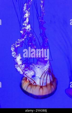 Meduse, ortica del Pacifico Chrysaora fuscescens Foto Stock