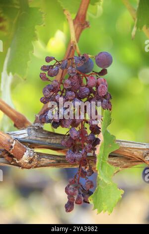 Uve rosse secche su una vite in autunno Foto Stock