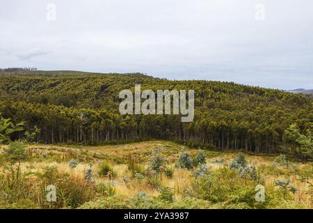 Piantagioni di pini intorno a Southwood Rd a Lonnvale vicino a Geeveston, un'area Patrimonio Mondiale dell'Umanità in Tasmania Australia Foto Stock