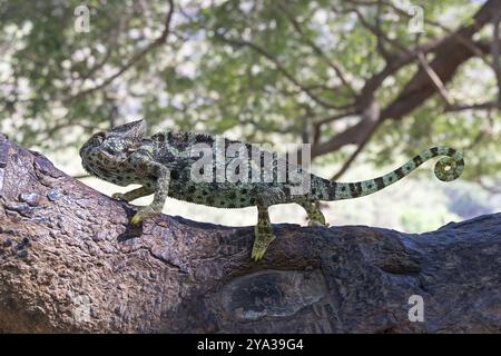 Camaleonte arabo (Chamaeleo Arabicus), rettile, arrampicata su un albero, Wadi Darbat, Salalah, Dhofar, Oman, Asia Foto Stock