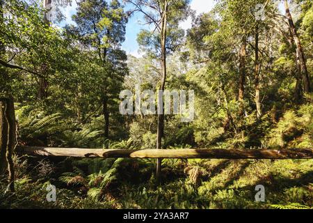 Dintorni idilliaci intorno al Lerderderg Heritage River Walk in una fresca giornata invernale nella parte occidentale di Melbourne, Victoria, Australia, Oceania Foto Stock