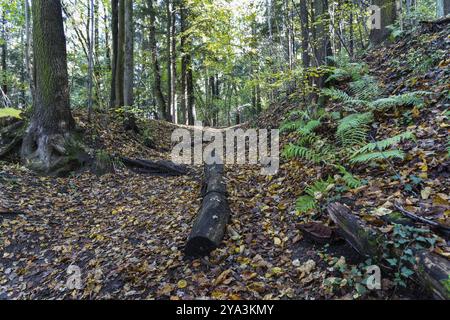 Percorso coperto di foglie autunnali nella foresta, Leoben, Stiria, Austria, Europa Foto Stock