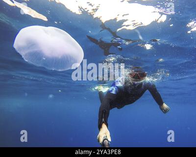 Osservazione di meduse durante lo snorkeling a Dahab in Egitto Foto Stock