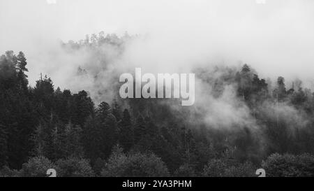 Un'immagine in bianco e nero di una foresta di sequoie. California settentrionale, Stati Uniti, Nord America Foto Stock