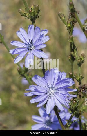 Teste di fiori e boccioli della cicoria comune (Cichorium intybus) teste di fiori in fiore e boccioli della cicoria comune (Cichorium intybus). La cicoria lo è Foto Stock