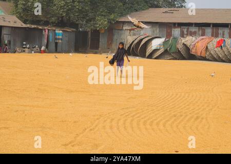 Ashuganj, Brahmanbaria,26 gennaio 2023,lavoratori che lavorano in un piccolo risellino,tradizionale processo di riso essiccazione del grano di risone al sole del Bangladesh. Foto Stock