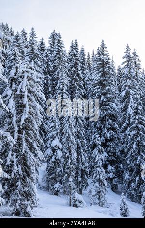 Alti abeti sono ricoperti di neve fresca, i loro rami ricoperti densamente dall'inverno in una foresta serena e innevata (foto verticale) Foto Stock