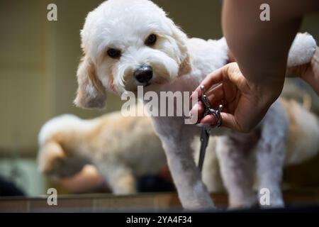 Un cane di piccole dimensioni riceve una sessione di cura del corpo in un salone di bellezza nel pomeriggio Foto Stock