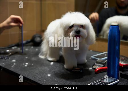 Prepara un cane soffice in un salone per animali domestici in un pomeriggio luminoso Foto Stock