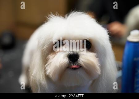 Adorabile cane soffice con un'espressione giocosa in un salone di cura del corpo Foto Stock