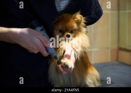 Cura di un cane della Pomerania durante una sessione benessere in un salone per animali domestici Foto Stock