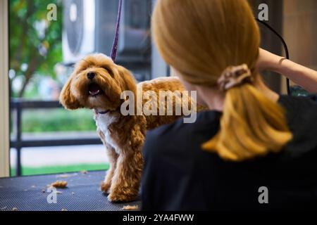 Un cane soffice che viene curato in un salone di animali durante il giorno Foto Stock