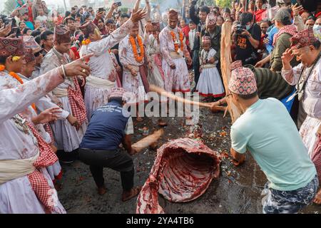 Bhaktapur, Nepal. 12 ottobre 2024. (NOTA PER I REDATTORI: L'immagine contiene contenuti grafici) i sacerdoti eseguono rituali religiosi sulla carcassa di un bufalo sacrificato durante la Durga Puja, il giorno più propizio del festival Dashain, a Bhaktapur. Credito: SOPA Images Limited/Alamy Live News Foto Stock