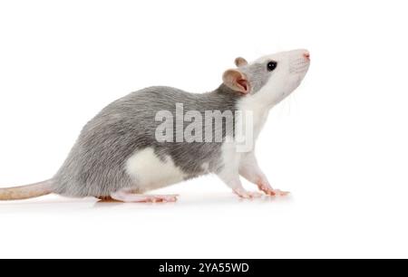 Un piccolo topo grigio seduto su uno sfondo bianco Foto Stock