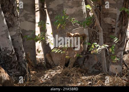 Due piccoli cuccioli di leone che sbirciano fuori dal loro nascondiglio tra i tronchi degli alberi Foto Stock