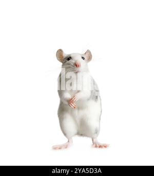 Ratto divertente in piedi sulle sue gambe posteriori isolato su uno sfondo bianco Foto Stock