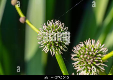 Riccio ramificato Sparganium erectum - pianta fiorita nel laghetto giardino di un giardino naturale. Foto Stock